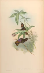 Aglaeactis castelnaui = Aglaeactis castelnaudii（本自体で言及されている）